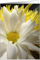 Blank Note Card White Daisy Close Up design card