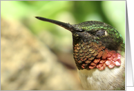 Ruby Throated Feathered Friend Blank Note card