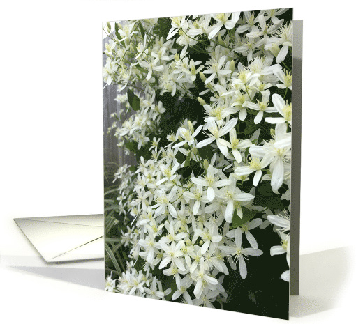 Stroll through my backyard garden white clematis blank note card