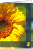 Sunflower card