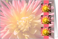 Pink Star card