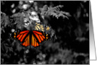 Beautiful Monarch Butterfly Note Card