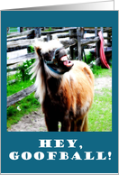 Hey Goofball! Horse Humorous Joke card