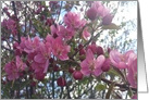 Pink CrabApple Blossom Spring card