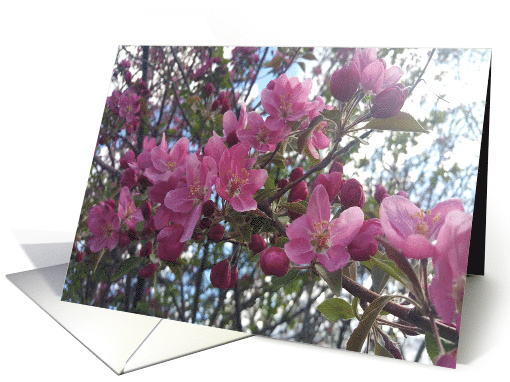 Pink CrabApple Blossom Spring card (1568504)