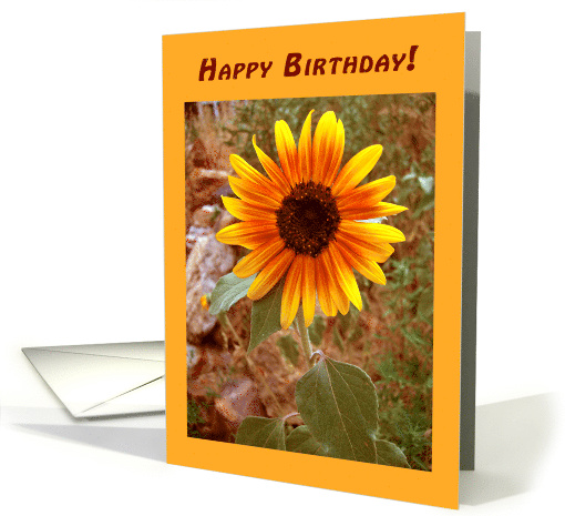Sunflower Happy Birthday card (1574216)