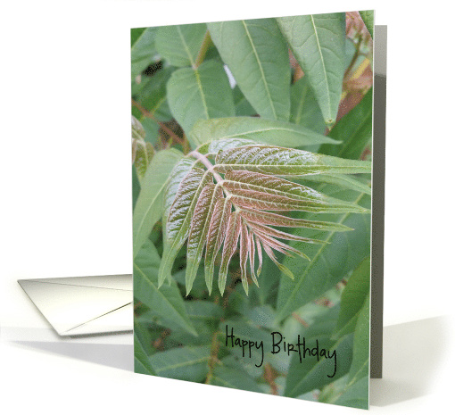 Happy Birthday card (1626306)