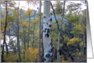 Autumn Aspens by Mountain Lake card