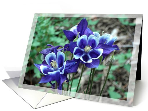 Blue Columbine Thank You card (514144)