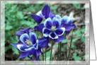 Blue Columbine Thank You card