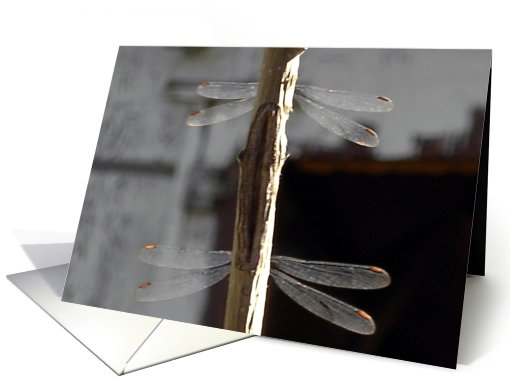 Dragonflies in Duo Note card (514150)