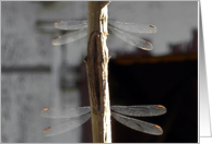 Dragonflies in Duo Note Card