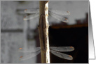 Dragonflies in Duo Note Card