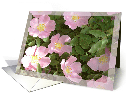 Delicate Pink Wild Rose THANK YOU card (515270)