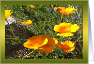 Happiness California Poppies Notecard card