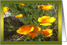 Happiness California Poppies Notecard card