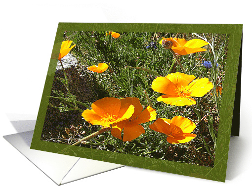 THANK YOU Sunny California Poppies card (519911)