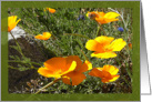 THANK YOU Sunny California Poppies card