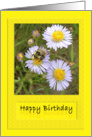 Happy Birthday Bee on Daisy card