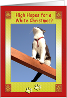 White Christmas Tuxedo Cat Humor card