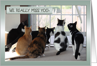 We Really Miss You Us Six Kitty Cats card