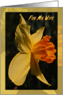 For My Wife Birthday Daffodil card