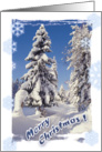 Merry Christmas! - winter trees on photo - card