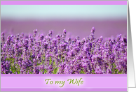 Snowshill Lavender - To my Wife - Just to say I love You card