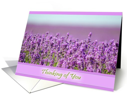 Snowshill Lavender - Thinking of you card (510007)