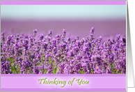 Snowshill Lavender - Thinking of you card