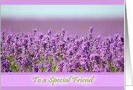 Snowshill Lavender - To a Special Friend - Friendship card
