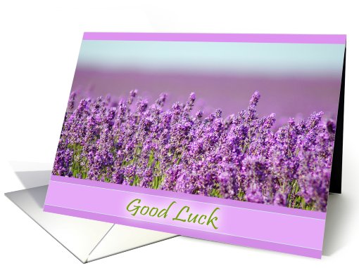Snowshill Lavender - Good Luck Wishes card (510023)