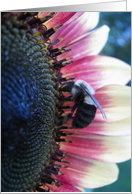 Baby Bee on flower