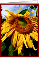 Giant Sunflower card