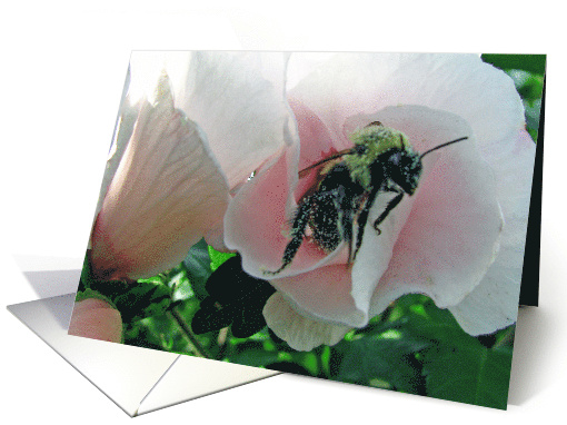 bee stuck on flower card (514241)