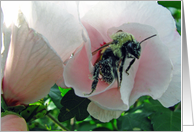 bee stuck on flower card