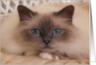 Cat with Blue Eye Staring at You card