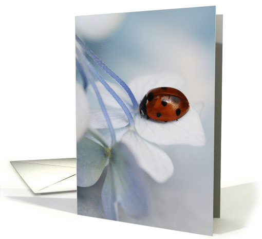Ladybird card (518871)