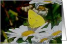 Flower Power card