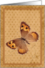 Brown butterfly, blank note card