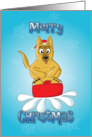 German shepherd - sledge card
