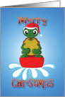 tortoise - sledge card
