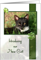 Cat Announcement - Introducing Our New Cat card
