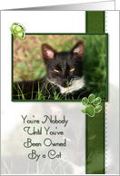 Cat Congratulations on Your New Cat Quote card
