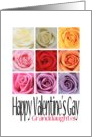 Granddaughter - Happy Valentine’s Gay, Rainbow Roses card