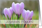 French Joyeuses Pques Happy Easter Purple Crocuses card