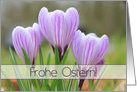 German Frohe Ostern Happy Easter Purple Crocuses card