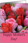 Sister in Law Mixed pink tulips Happy Mother’s Day card
