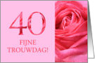 40th Anniversary Dutch Fijne Trouwdag - Pink rose close up card