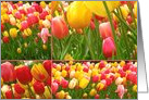 Yellow and Pink Tulips Collage Blank Any Occasion card